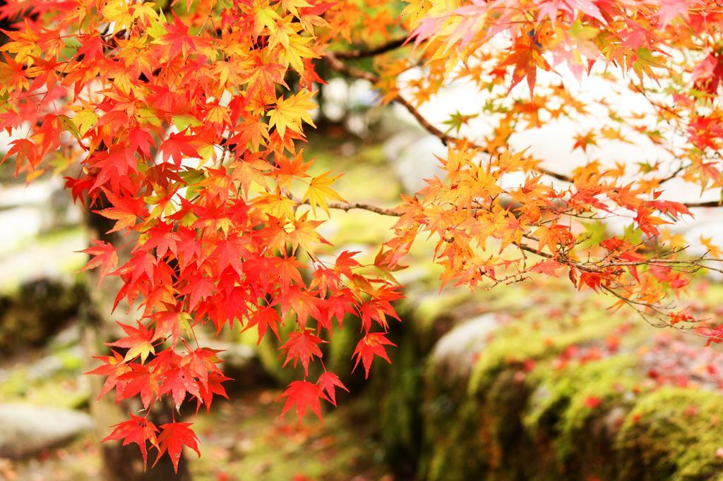 Yutorelo-An Annex Hakone Bagian luar foto